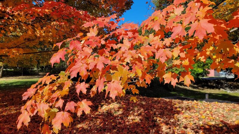 Wall Local Park - North Bethesda, MD