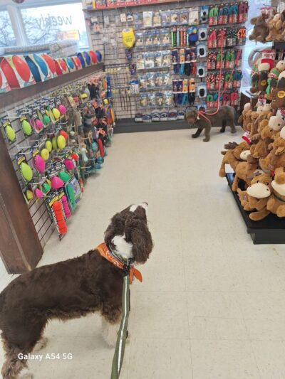 Four Your Paws Only - North Conway, NH