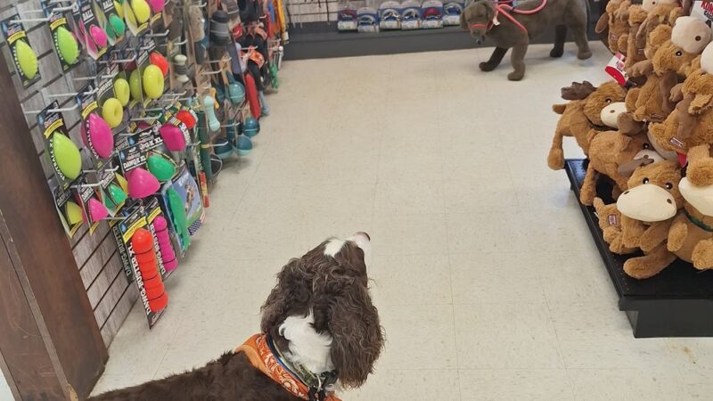 Four Your Paws Only - North Conway, NH