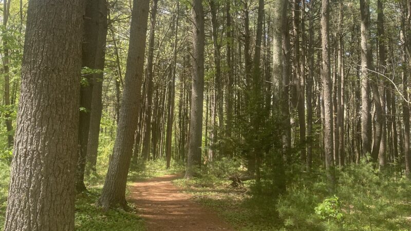 Gummere Woods And Marsters Preserve Trail - North Grafton, MA