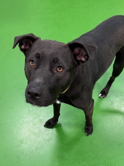 Dogtopia of North Hampton - North Hampton, NH