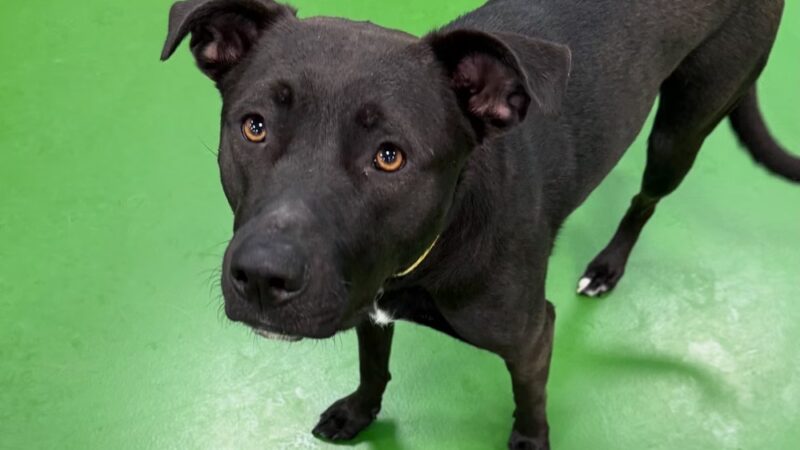 Dogtopia of North Hampton - North Hampton, NH