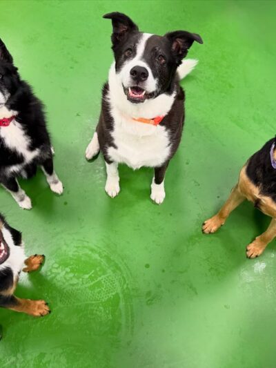 Dogtopia of North Hampton - North Hampton, NH