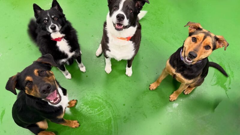 Dogtopia of North Hampton - North Hampton, NH