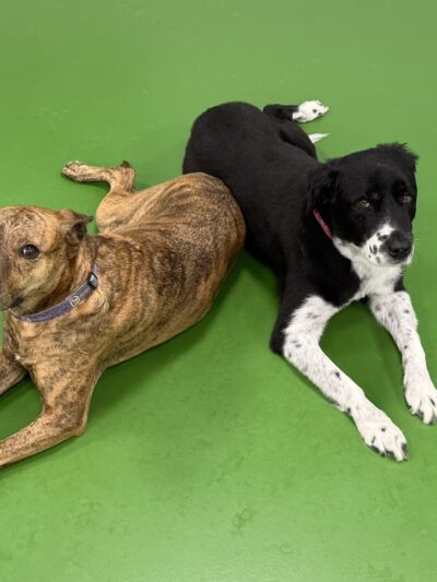 Dogtopia of North Hampton - North Hampton, NH