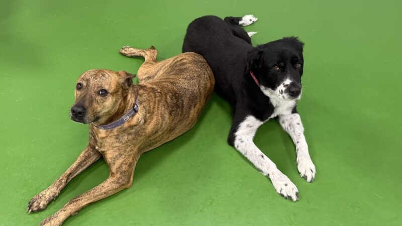 Dogtopia of North Hampton - North Hampton, NH