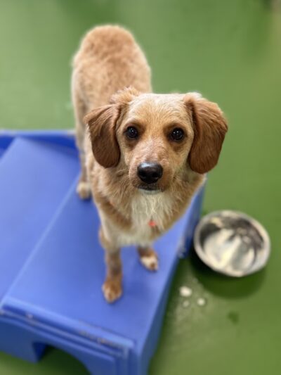 Dogtopia of North Hampton - North Hampton, NH