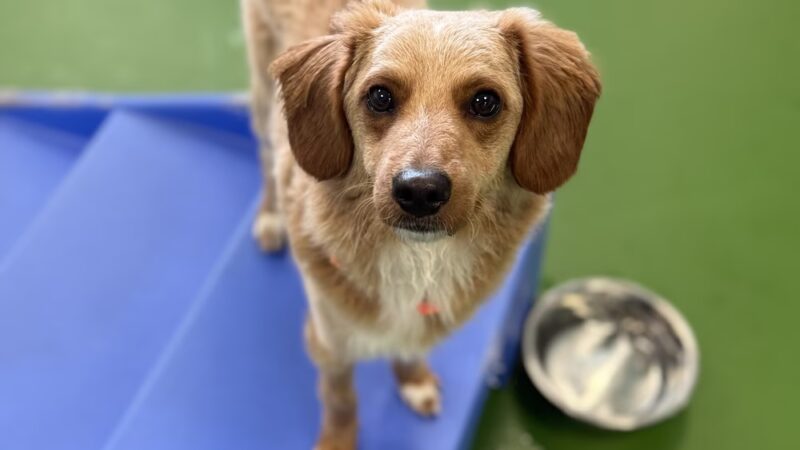 Dogtopia of North Hampton - North Hampton, NH