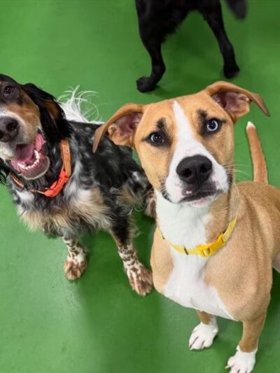 Dogtopia of North Hampton - North Hampton, NH