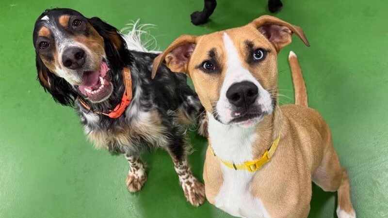 Dogtopia of North Hampton - North Hampton, NH