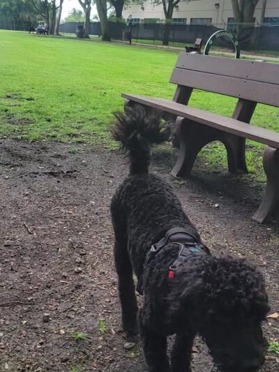 Woodville Dog Park - North Lauderdale, FL