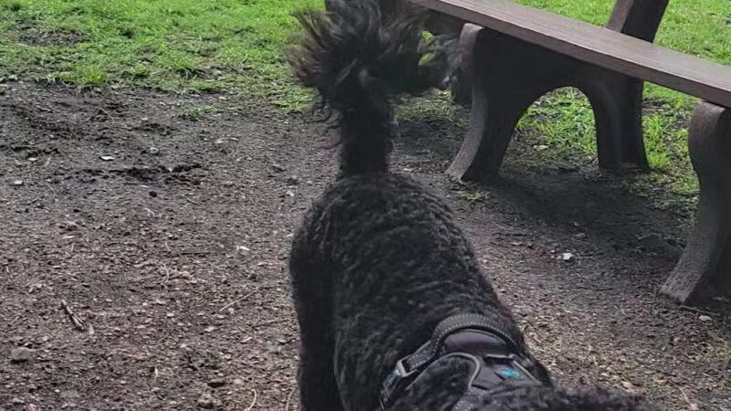 Woodville Dog Park - North Lauderdale, FL