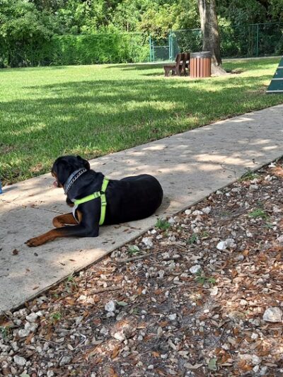 Woodville Dog Park - North Lauderdale, FL