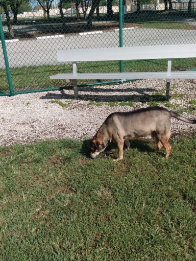 Woodville Dog Park - North Lauderdale, FL