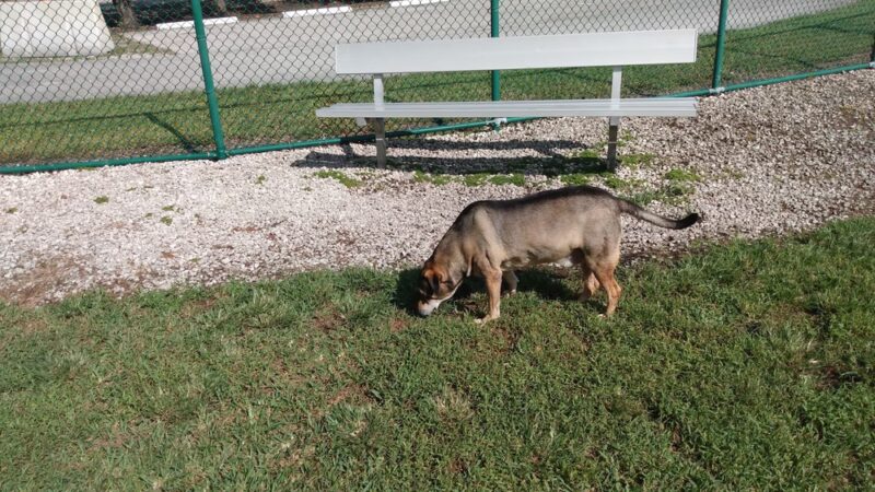 Woodville Dog Park - North Lauderdale, FL