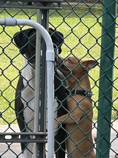 Woodville Dog Park - North Lauderdale, FL