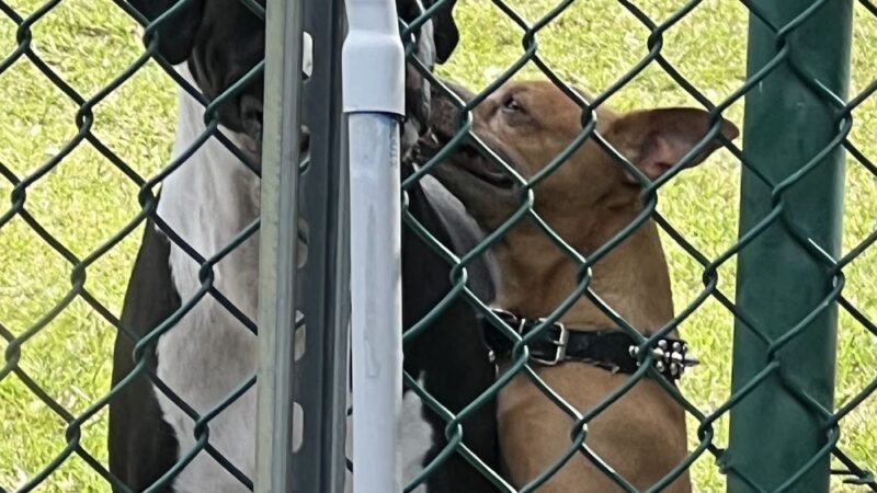 Woodville Dog Park - North Lauderdale, FL