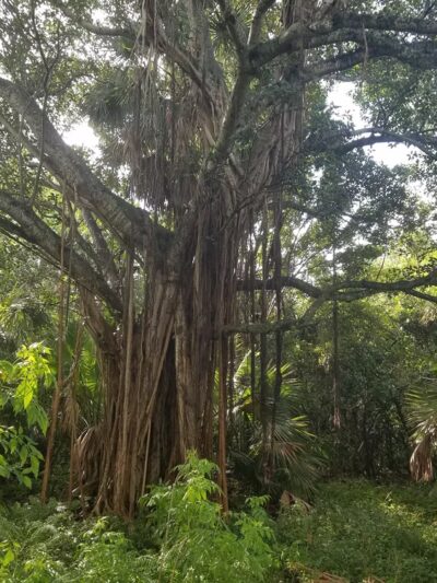 Arch Creek Park - North Miami Beach, FL
