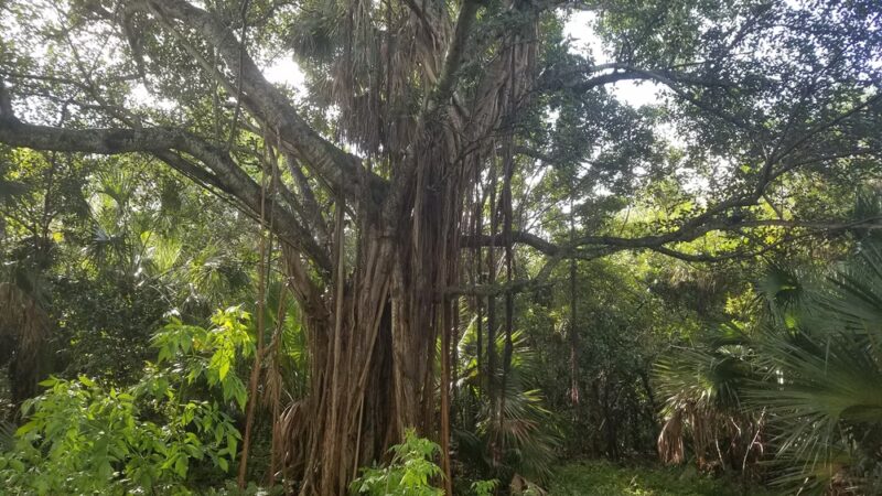 Arch Creek Park - North Miami Beach, FL