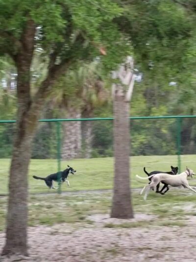 Canine Club Dog Park - North Port, FL