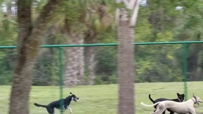 Canine Club Dog Park - North Port, FL