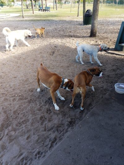 Canine Club Dog Park - North Port, FL