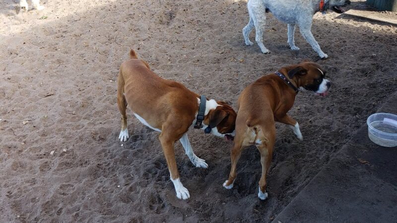 Canine Club Dog Park - North Port, FL