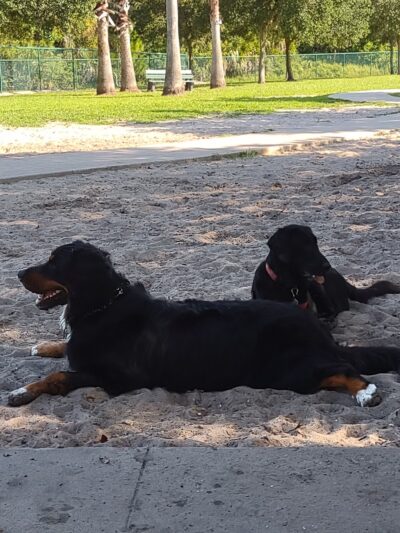 Canine Club Dog Park - North Port, FL