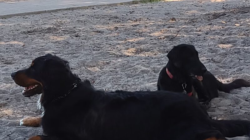 Canine Club Dog Park - North Port, FL