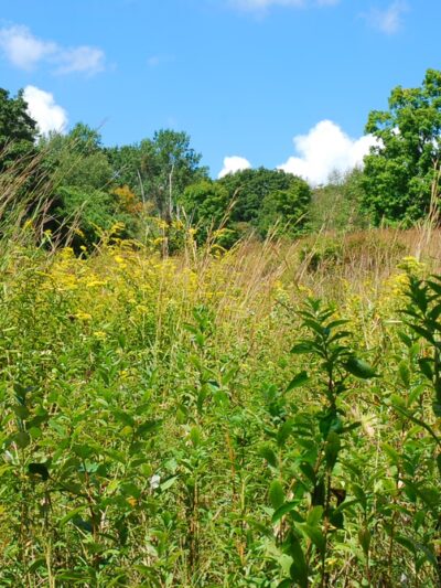 Gaymark Preserve - North Salem, NY