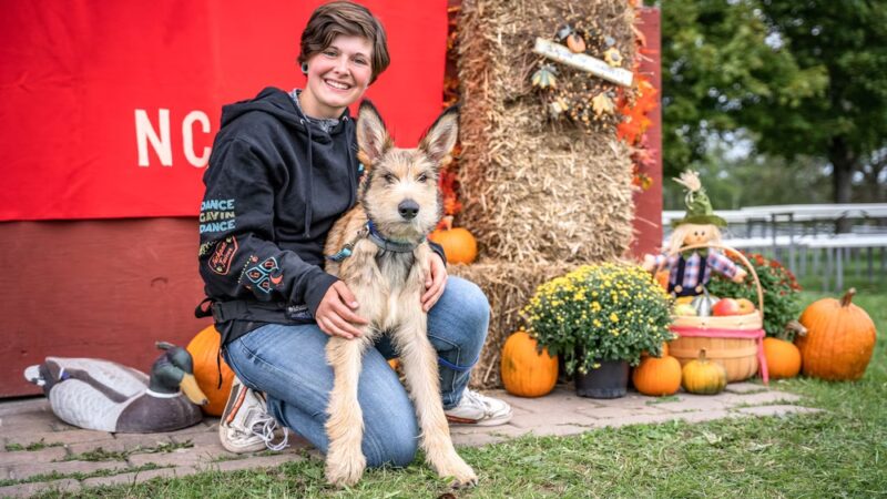 North Star Canine Training & Sports Gear - ,