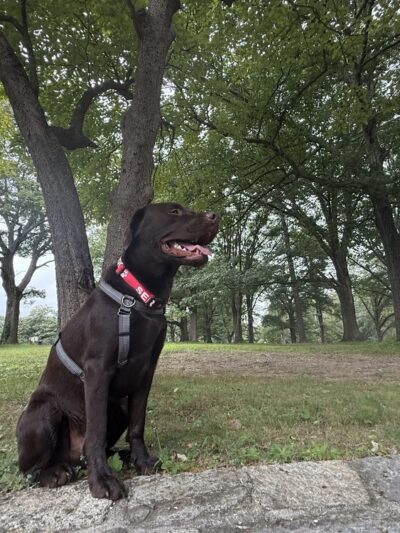 North Star Canine Training & Sports Gear - ,