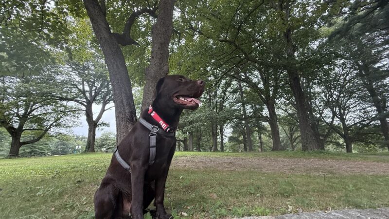 North Star Canine Training & Sports Gear - ,