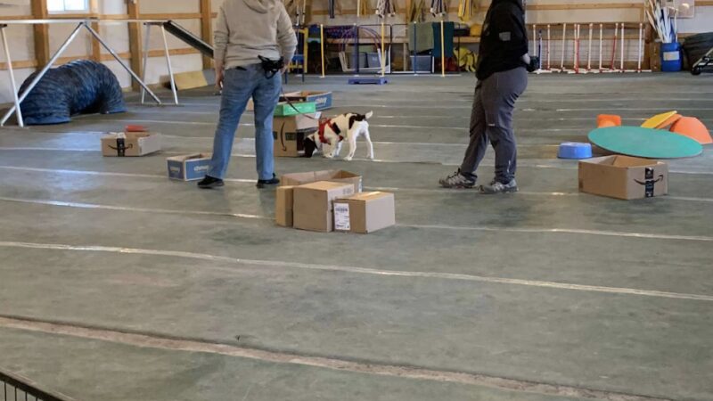 North Star Canine Training & Sports Gear - ,