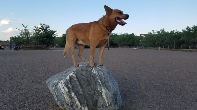 Jaycee Park - Northglenn, CO