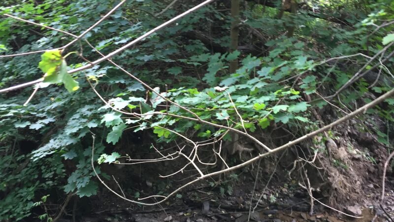 Liberty Hollow Park - Northumberland, PA