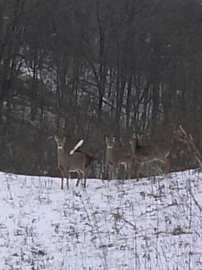 Liberty Hollow Park - Northumberland, PA