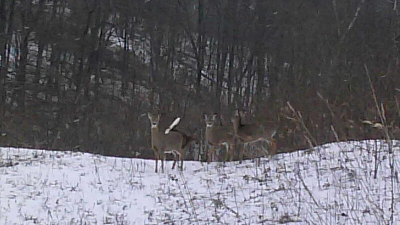 Liberty Hollow Park - Northumberland, PA