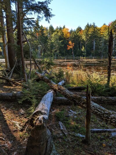 Northwood Meadows State Park - Northwood, NH