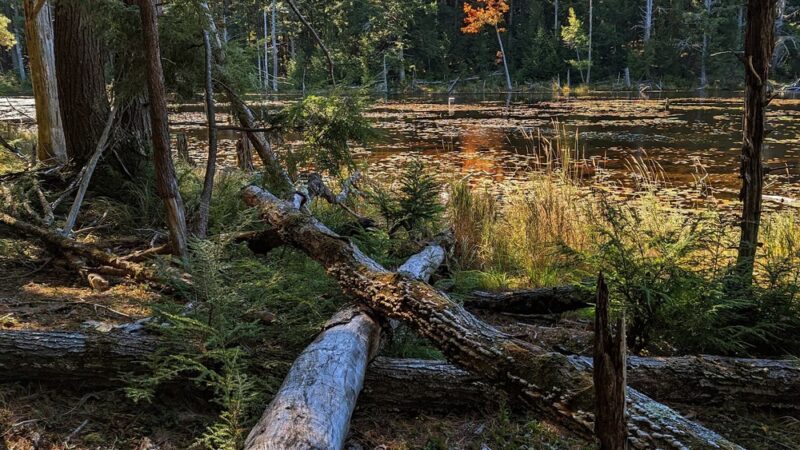 Northwood Meadows State Park - Northwood, NH