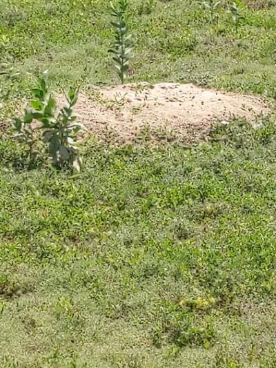 Prairie dog town - Norton, KS