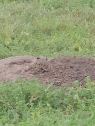 Prairie dog town - Norton, KS
