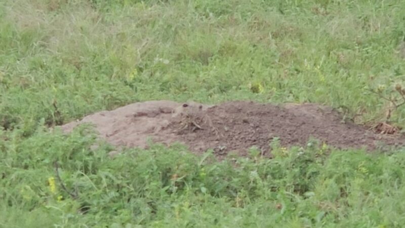 Prairie dog town - Norton, KS
