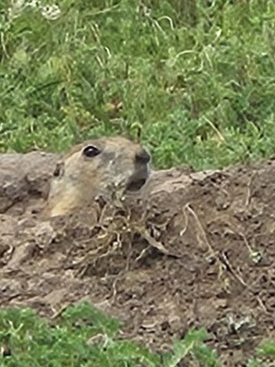 Prairie dog town - Norton, KS