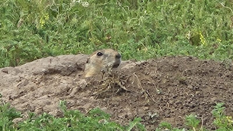 Prairie dog town - Norton, KS