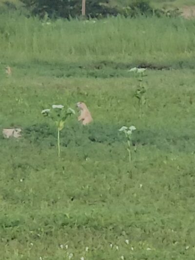 Prairie dog town - Norton, KS