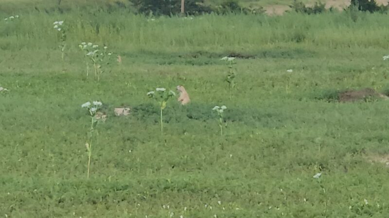 Prairie dog town - Norton, KS