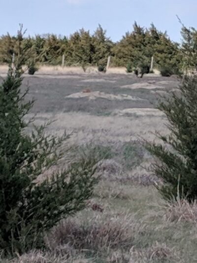 Prairie dog town - Norton, KS
