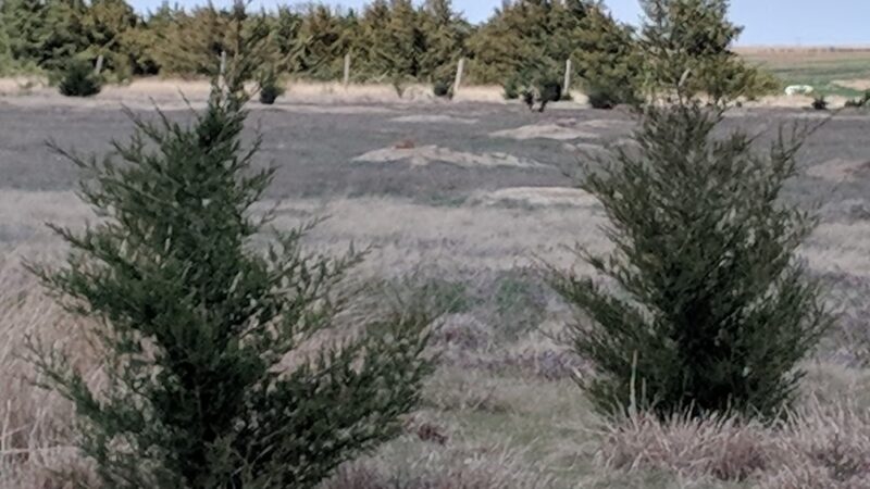 Prairie dog town - Norton, KS