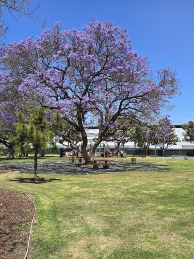Robert White Park + Dog Park - Norwalk, CA